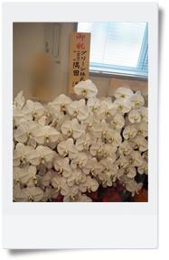 ykkapsho ru mu kochouran202511